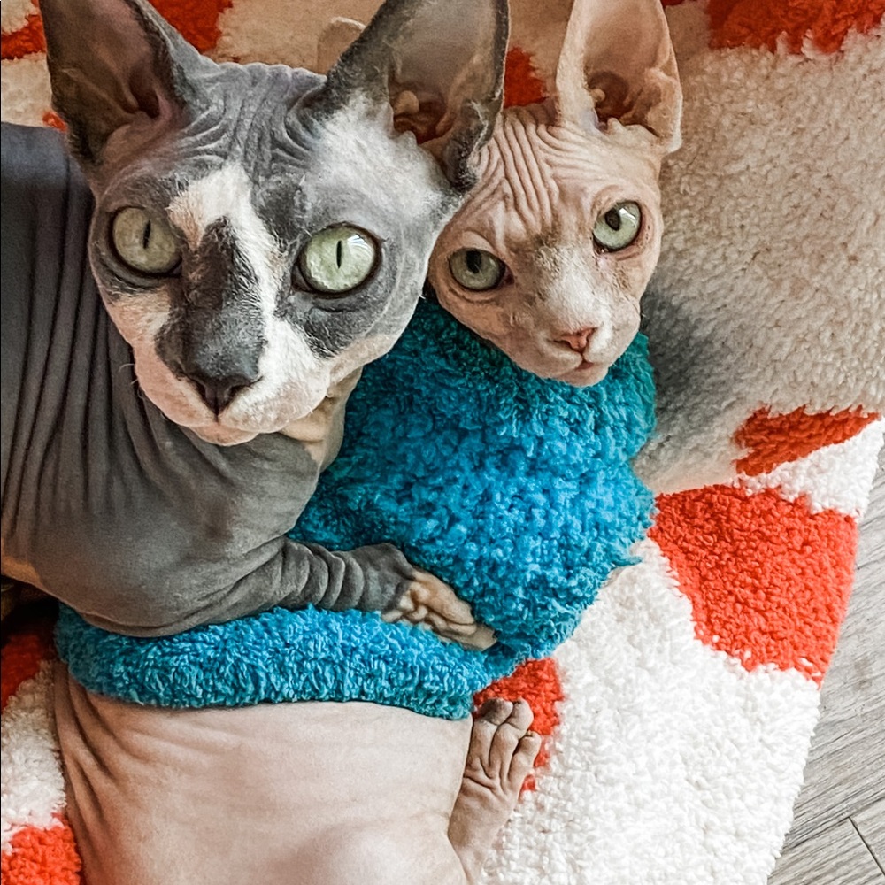 Meet your Posher, Tayler